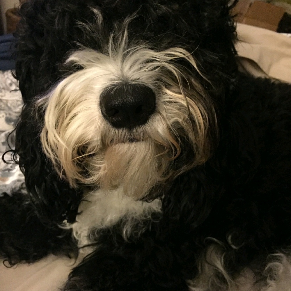 Meet your Posher, Nancy